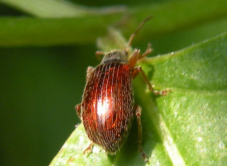 Piccolo coleottero: Phyllobius oblongus